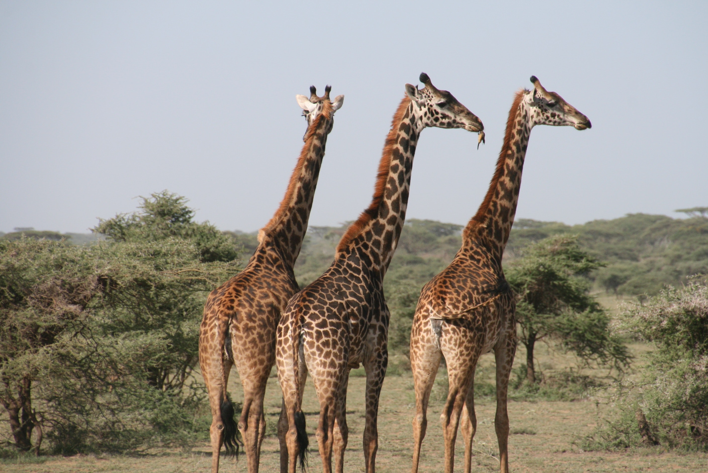 Giraffen