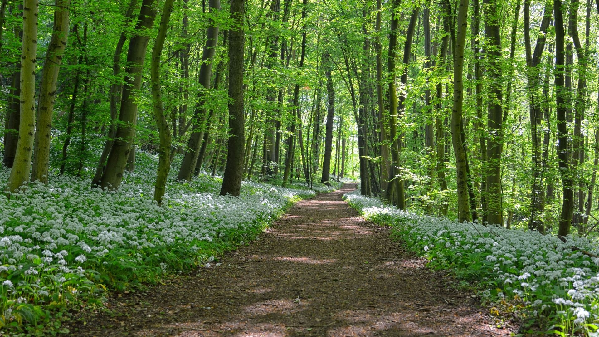 Wald