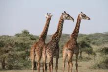 Giraffen 