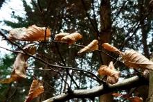 Blätter am Ast im Steigerwald