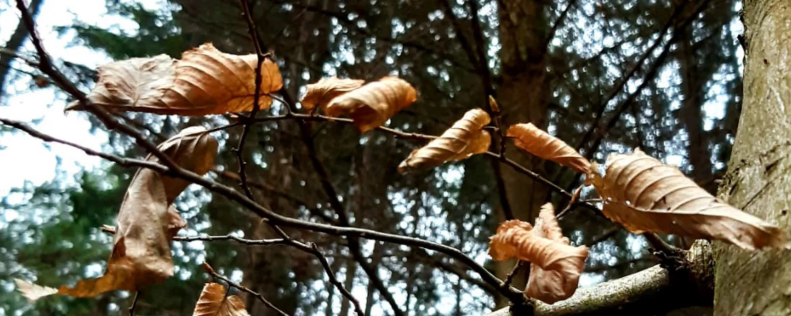 Blätter am Ast im Steigerwald